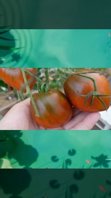 Томат Сердце Линнея т. 89229284031 смотреть онлайн