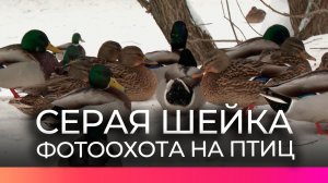 Новгородцы активно фотографируют водоплавающих птиц