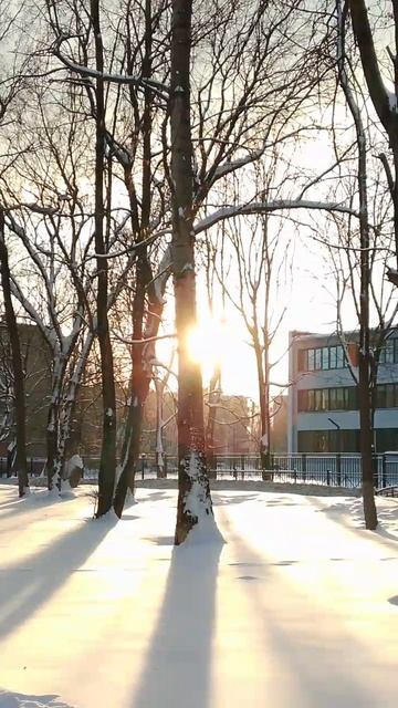 Длинные тени деревьев смотреть онлайн