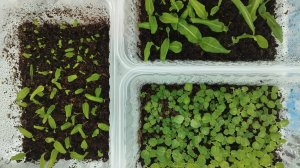 Вторая пикировка глоксиний