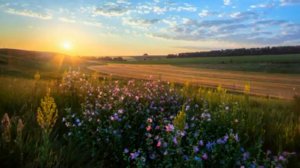 А лето цвета счастья...