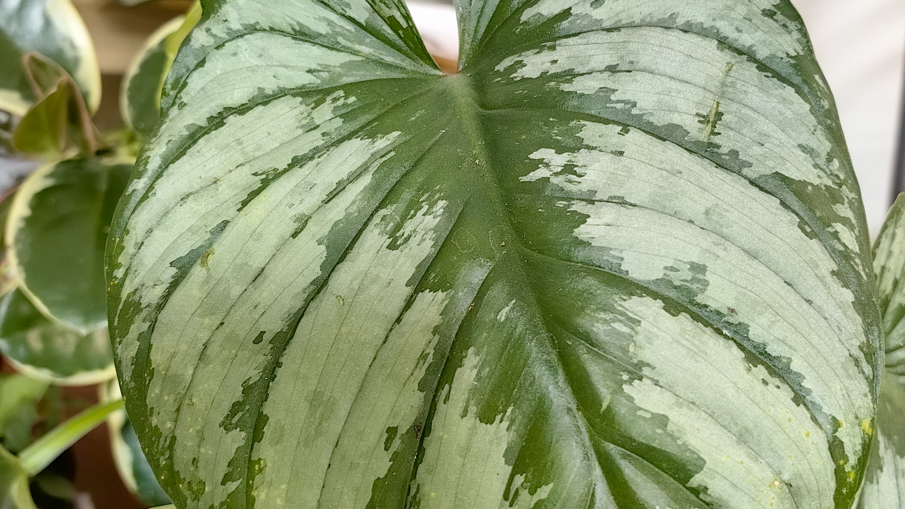 Филодендроны☘️🌿Давайте🎋🪚✂️ резать смотреть онлайн