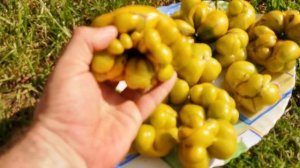 pomidom.ru Помидоры - Второй Фила - Phil's Two Tomato