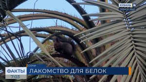 Белки в сочинском дендрарии дождались сезона лакомства семенами бутии душистой