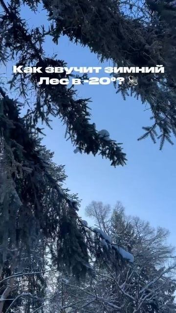 Как звучит зимний лес в -20 смотреть онлайн