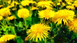 Склон с одуванчиками