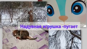 25 января в Ейске морозно -14❄️ на улицу не хочется... Надувная игрушка, пугает... Салат... Тишка...