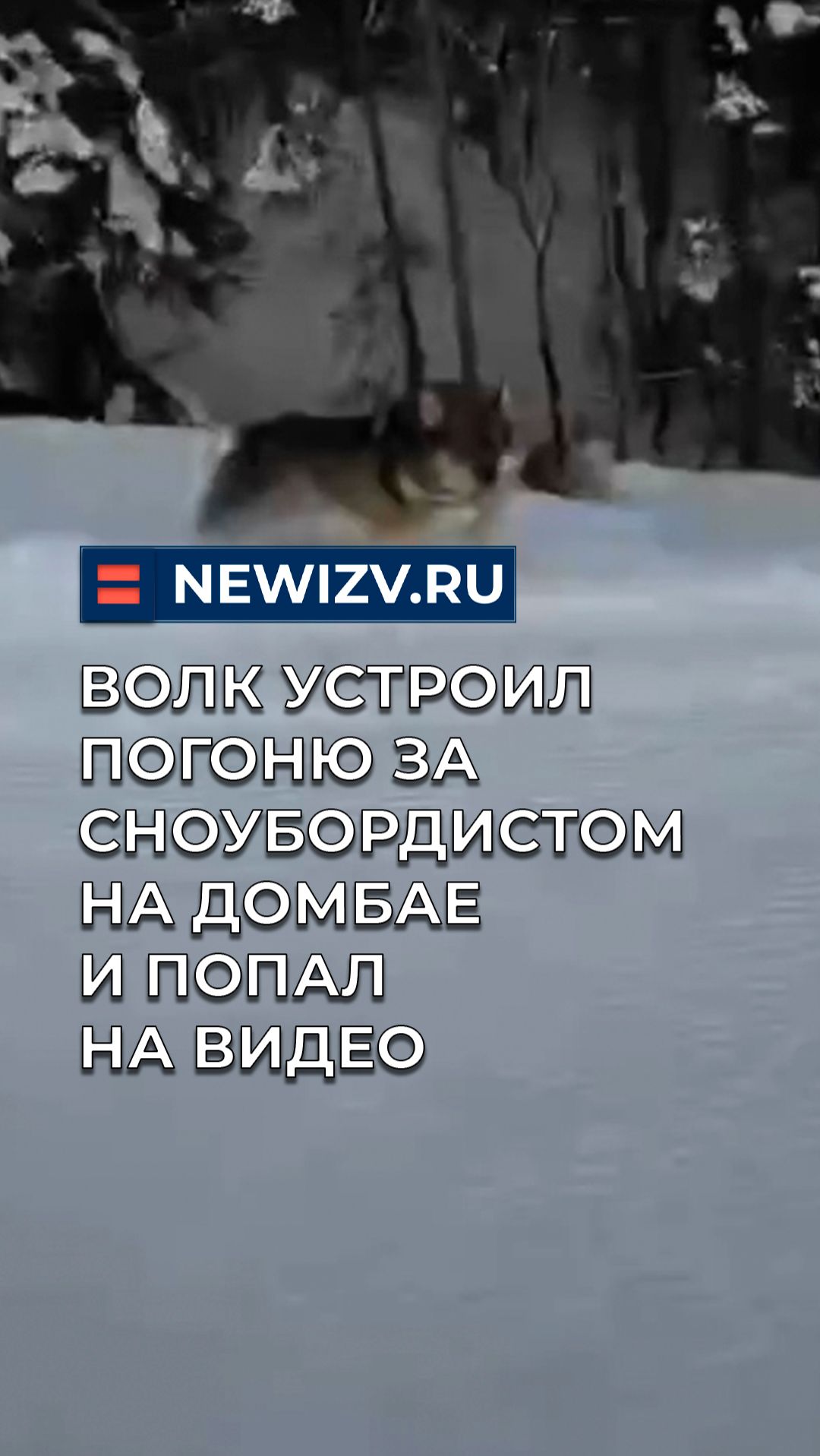 Волк устроил погоню за сноубордистом на Домбае и попал на видео смотреть онлайн