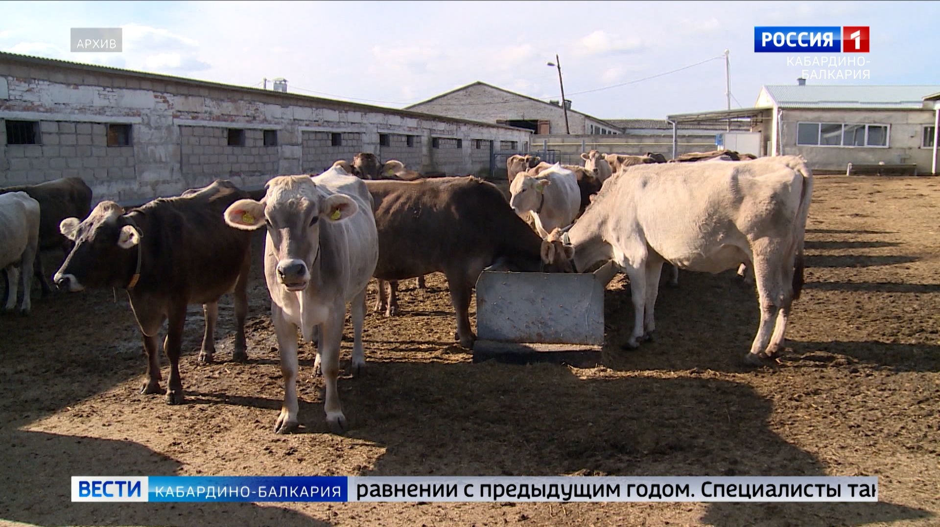 В КБР за год выросло поголовье домашних животных смотреть онлайн