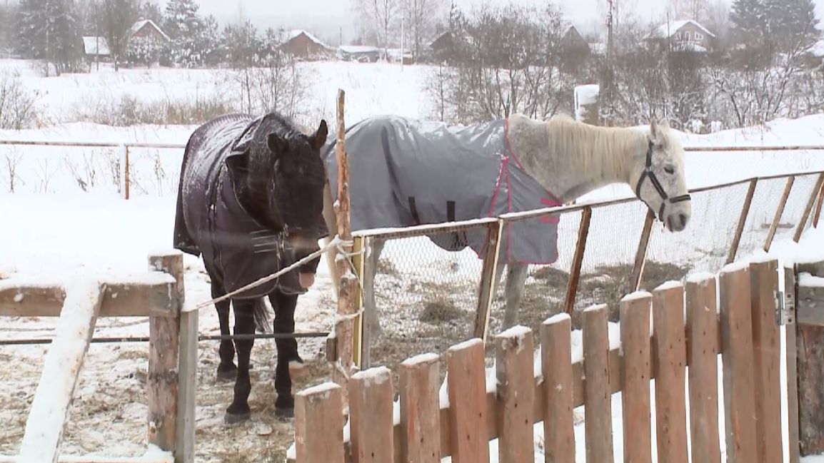 Сгоревшую конюшню в деревне Винниково восстанавливают на средства неравнодушных со всей страны смотреть онлайн