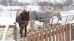Сгоревшую конюшню в деревне Винниково восстанавливают на средства неравнодушных со всей страны