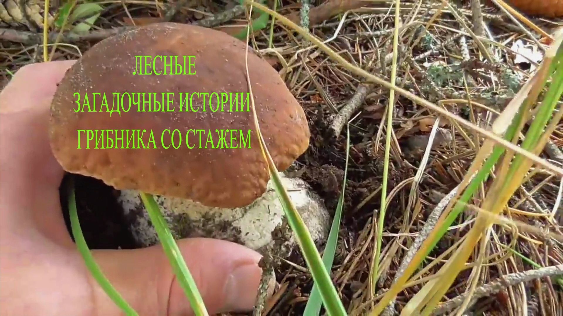 ЛЕСНЫЕ ЗАГАДОЧНЫЕ ИСТОРИИ ГРИБНИКА СО СТАЖЕМ! ЛЕШИЙ ДУХИ И ГОВОРЯЩИЕ ГРИБЫ!? смотреть онлайн