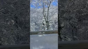 Республика Адыгея розелипль