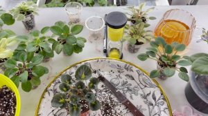 Большая пересадка фиалок 5.Болталка за 26.01.