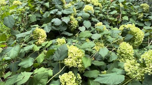 Троянская Пасека (Китай) смотреть онлайн