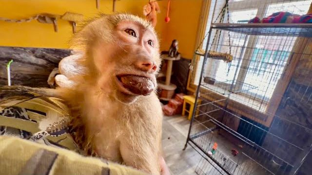 Маня ради вкусняшек сделала вид, что СТРАШНО ЗА НАМИ СОСКУЧИЛАСЬ, что бы мы выпустили ее ПОГУЛЯТЬ!)) смотреть онлайн