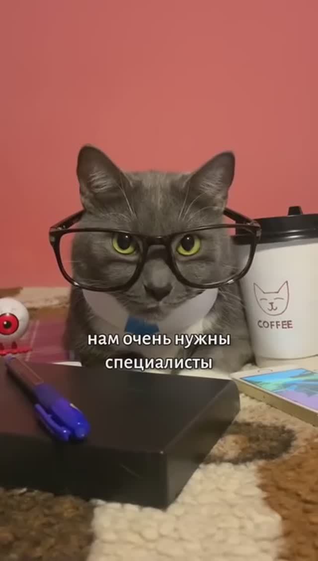 ЕСЛИ БЫ КОТИКИ УСТРАИВАЛИСЬ НА РАБОТУ смотреть онлайн