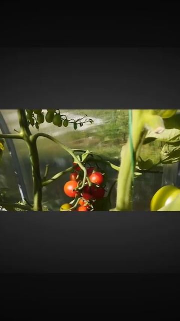 Томат Штраух т. 89229284031 смотреть онлайн