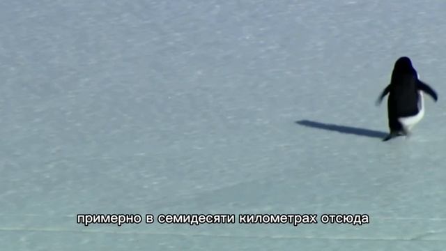 Загадка одинокого пингвина разгадана... Он шел в ... смотреть онлайн