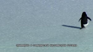 Загадка одинокого пингвина разгадана... Он шел в ...