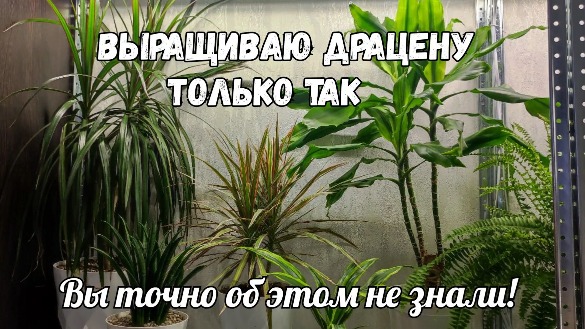 5 причин почему сохнут кончики у ДРАЦЕНЫ, даже чахлый цветок вмиг оживет смотреть онлайн