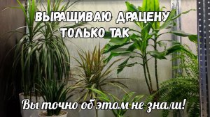 5 причин почему сохнут кончики у ДРАЦЕНЫ, даже чахлый цветок вмиг оживет