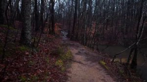 ASMR Прогулка по лесу во время дождя.