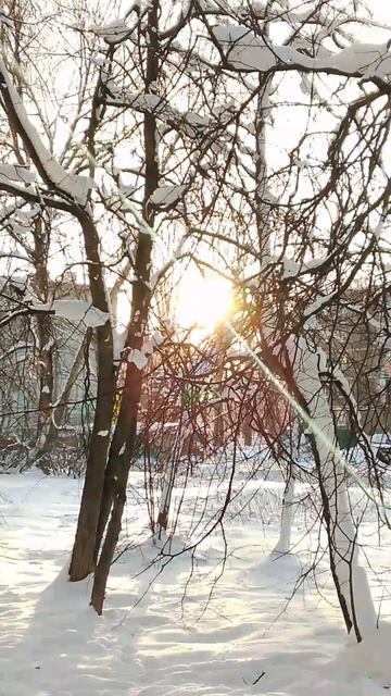 Солнце в кронах смотреть онлайн