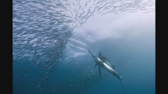 Рыба (cover) смотреть онлайн