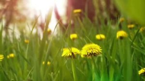 О  печени.Польза лопуха и одуванчика для печени.