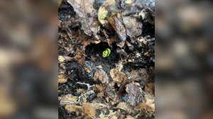 Проблемный пассажир