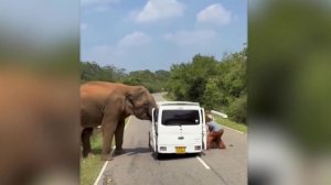 На Шри-Ланке слон напал на микроавтобус с российскими туристами.