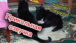 КОШКИ С ОЗВУЧКОЙ.
