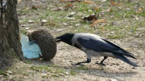 Ворона в Деле! Ворона против крысы, чайки, ежа, собаки, кошки...