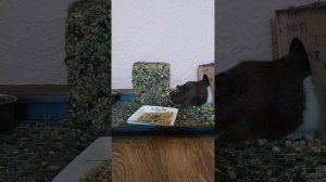 купили новый домик персику!!