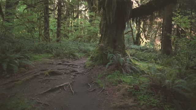 Прогулка по лесу смотреть онлайн