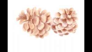 Рисую шишки на графическом планшете. Этапы рисования