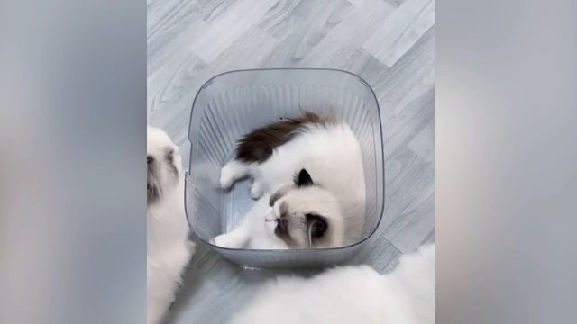 Смешные видео про котиков 😺