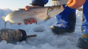 первая нельма в этом году