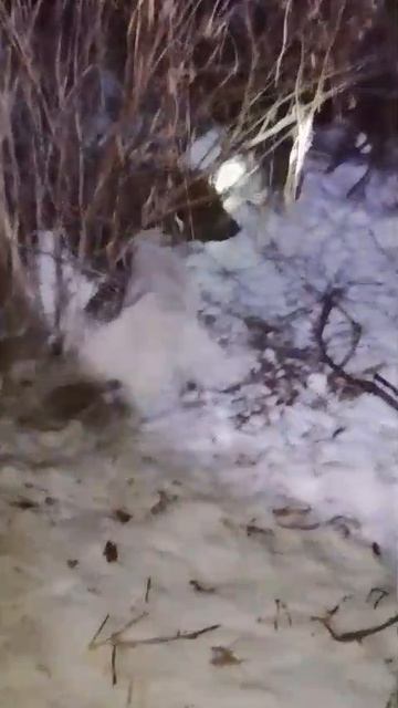 Кабанчик в петле. тел 89209904010. смотреть онлайн