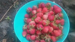 Клубничка утром с грядки