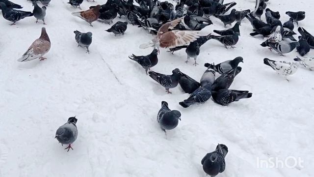 В Ейске мороз❄️ Хотели угостить собачку, но покормили голубей. Тишка... смотреть онлайн