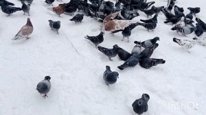 В Ейске мороз❄️ Хотели угостить собачку, но покормили голубей. Тишка...