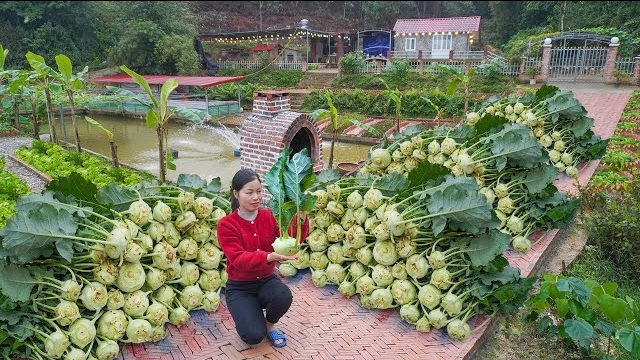 Сбор урожая кольраби на ферме для продажи. Уход за домашним скотом и посадка овощей. Ли Фук. Вьетнам смотреть онлайн