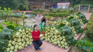 Сбор урожая кольраби на ферме для продажи. Уход за домашним скотом и посадка овощей. Ли Фук. Вьетнам