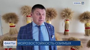 Устойчивость сортов озимых к морозу исследуют ученые на Кубани