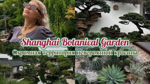Японский сад в Шанхайском Ботаническом саду // Кактусы, музей. SHANGHAI VLOG