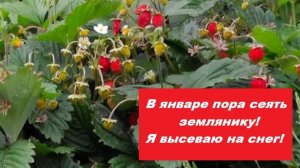 Посев безусой земляники в январе на снег