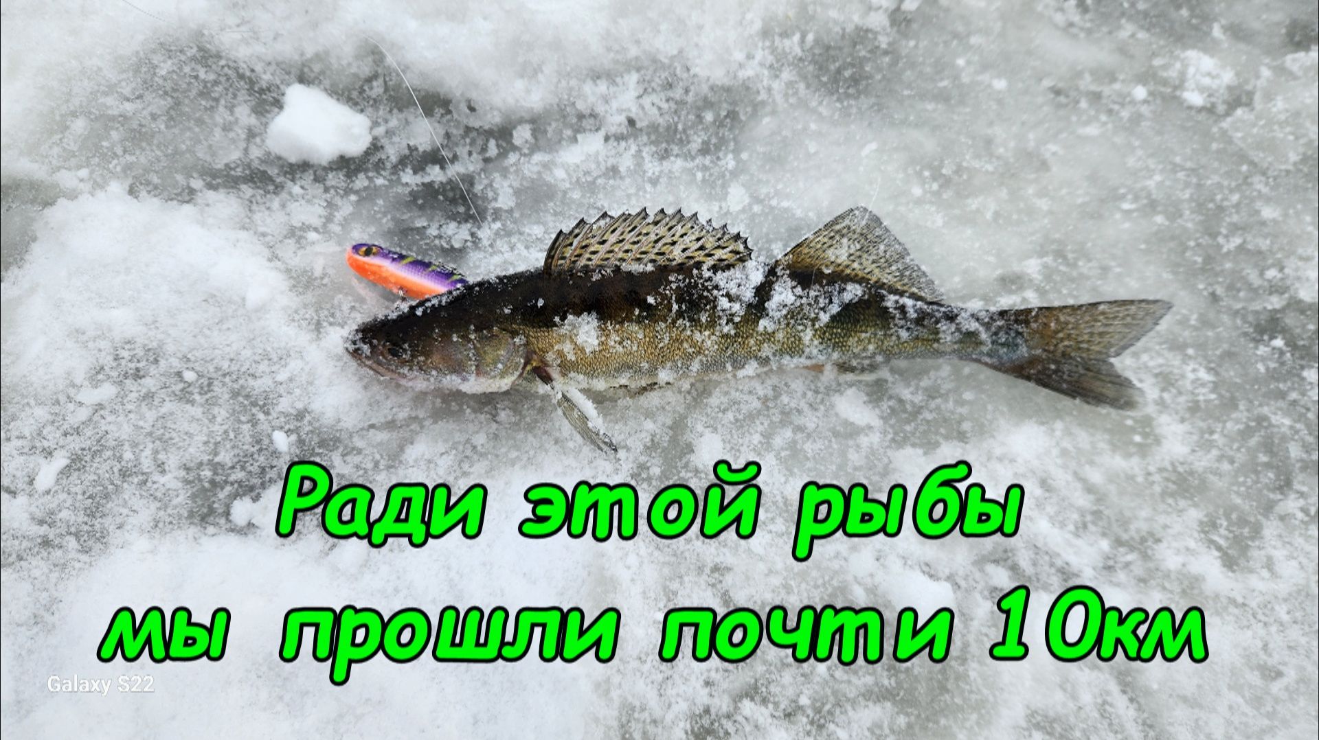 Ради одной рыбы мы готовы пройти почти 10км. Паноптикс не панацея, но залипательно. смотреть онлайн