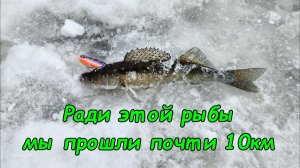 Ради одной рыбы мы готовы пройти почти 10км. Паноптикс не панацея, но залипательно.